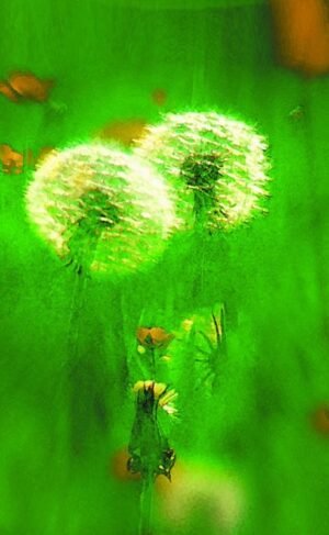 Ingo wagner | Pusteblume