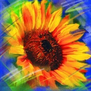 Ingo Wagner | Sonneblume